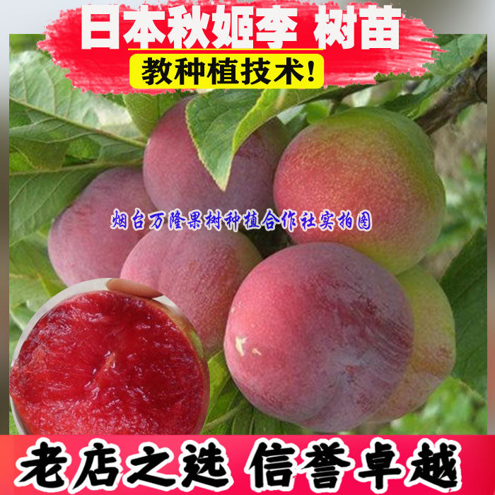 日本秋姬李子 布郎李嫁接蜜甜李子树苗南方北方种植特大当年结果
