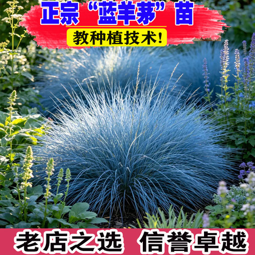 （壮苗）山东基地蓝羊茅盆栽庭院