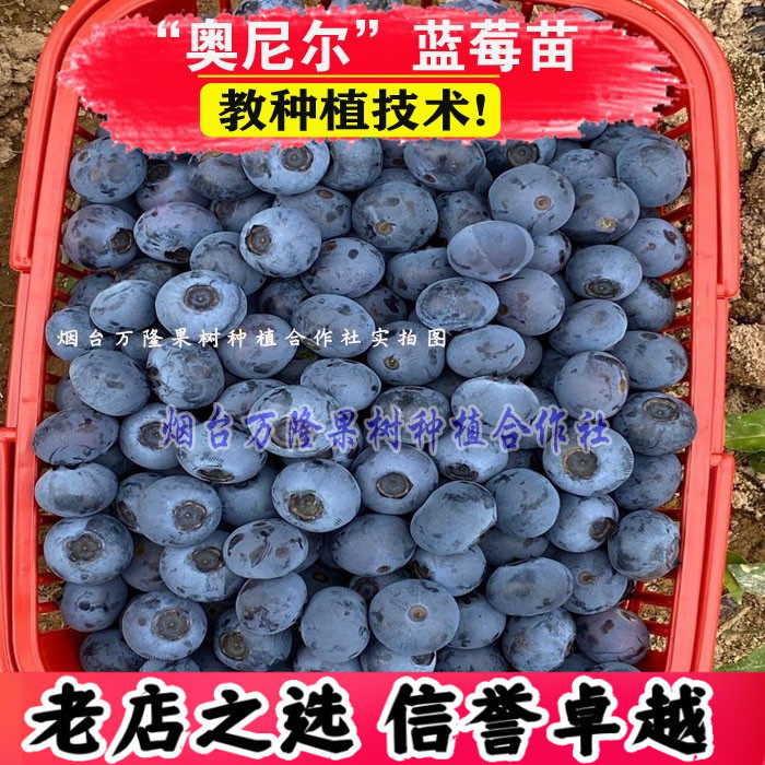 奥尼尔蓝莓苗盆栽地栽果树耐寒耐热全国种植易活包结果当年结果
