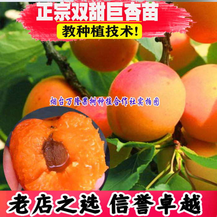 杏树嫁接苗特大双甜巨杏树苗杏仁香甜杏子苗南方北方种植当年结果