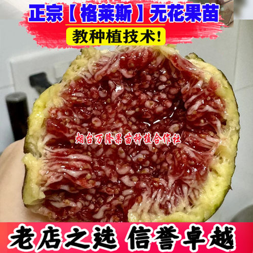 正宗格莱斯无花果树苗南北方种植