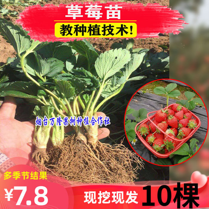 四季草莓苗秧盆栽带土南北方种植当年结果食用奶油草莓秧阳台露地