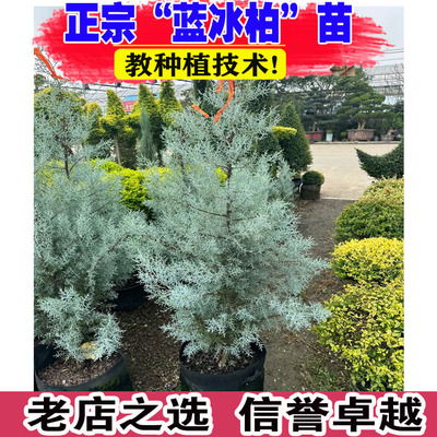 （壮苗）山东基地蓝冰柏多年生