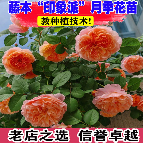 1.6米印象派爬藤大花浓香藤本月季四季开南北方种植花墙拱门花柱