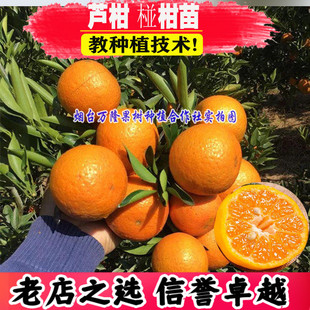 新品种碰柑苗芦柑桔子树苗嫁接橘子树苗非丑橘蜜桔丑八怪柑晚熟