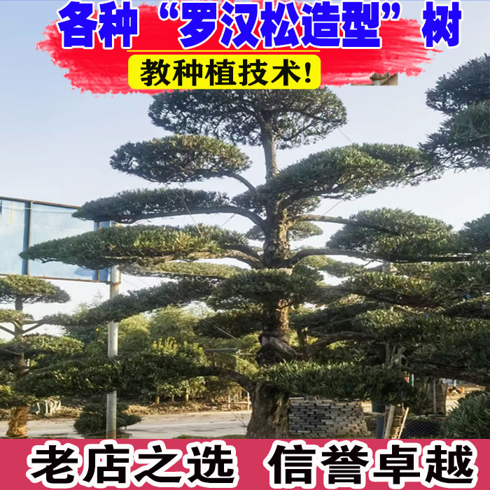 罗汉松庭院造型树别墅庭院地栽