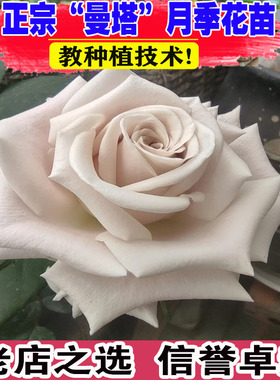 曼塔玫瑰花大盆栽复古灰色调肯尼亚切花月季阳台庭院四季花卉绿植