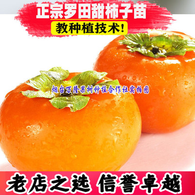 早熟品种罗田甜柿树苗自然脱涩