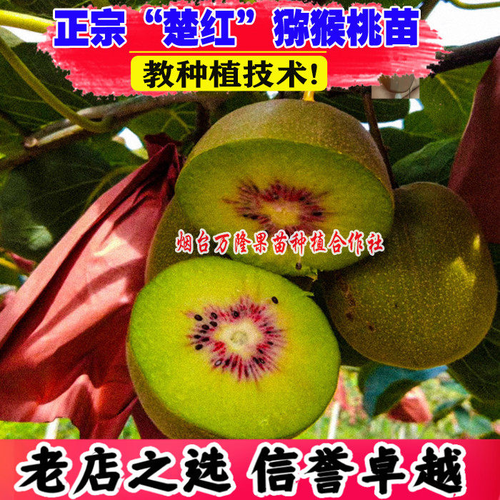嫁接楚红猕猴桃苗红心奇异果图片