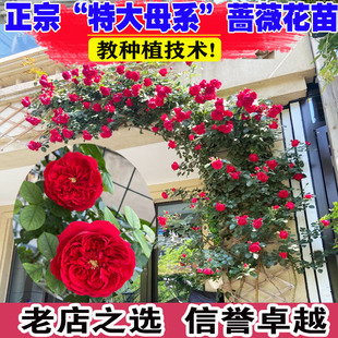 特大母本四季 植物庭院爬墙藤本室外花卉 开花浓香蔷薇花苗爬藤月季