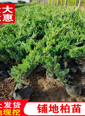 地柏苗四季常青庭院植物铺地柏珍珠柏盆景松柏树室内迎客松盆栽花