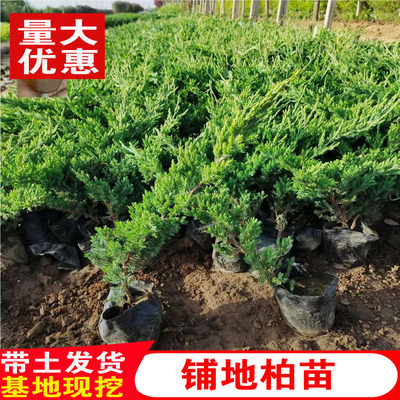 地柏苗四季常青庭院植物铺地柏珍珠柏盆景松柏树室内迎客松盆栽花