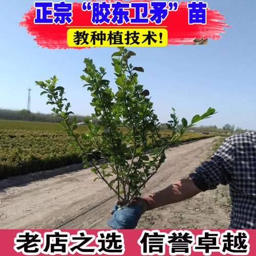 壮苗）山东基地胶东卫矛苗工程苗