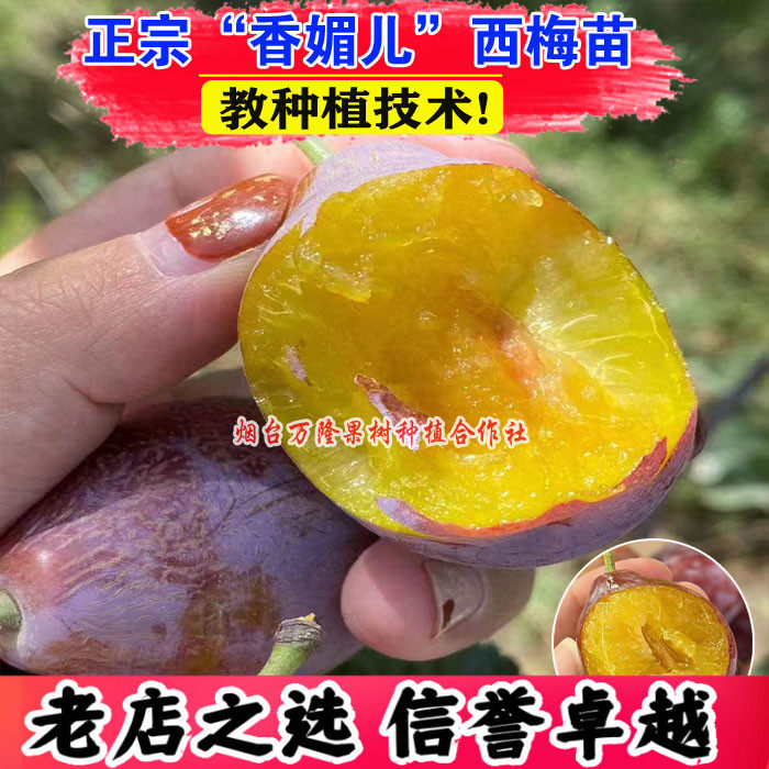 西梅树树苗美国加州香媚儿蓝蜜皇后嫁接苗南方北方种植当年结水果