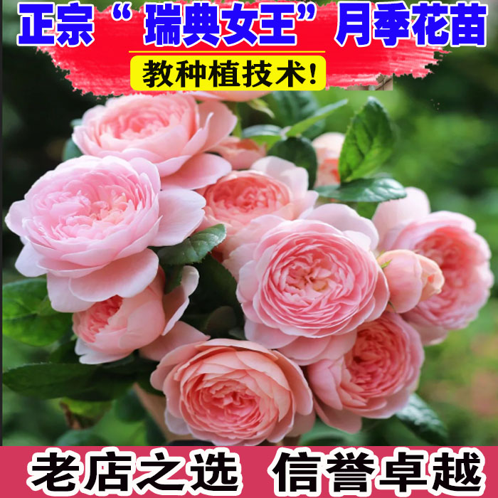 壮苗）山东基地瑞典女王月季花苗