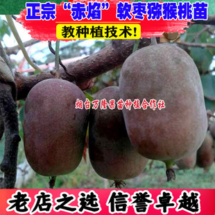 正宗猕猴桃树果苗赤焰软枣猕猴桃树苗红心软枣子奇异莓南北方种植