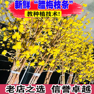 鲜切梅花插花枝条腊梅红梅绿梅冬季室内插花泡水开花春节年宵花卉