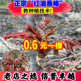 正宗香椿树苖食用红油香椿树苗四季椿芽菜南北方种植盆栽地栽大棚