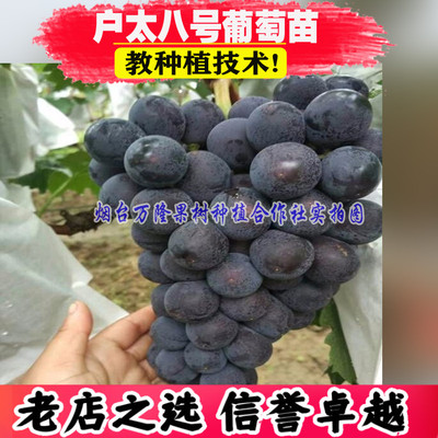 正宗户太八号葡萄苗特大北方种植