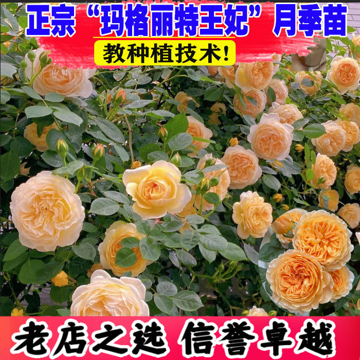 玛格丽特王妃月季苗爬藤浓香大花图片