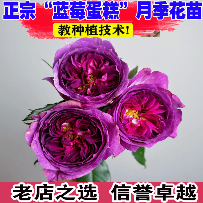 新品蓝莓蛋糕法国戴尔巴德超月季花苗多季玫瑰特大花浓香紫红色