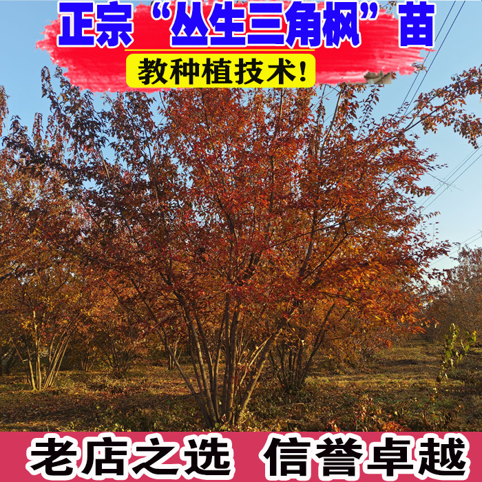 （壮苗）山东基地三角枫树苗丛生图片