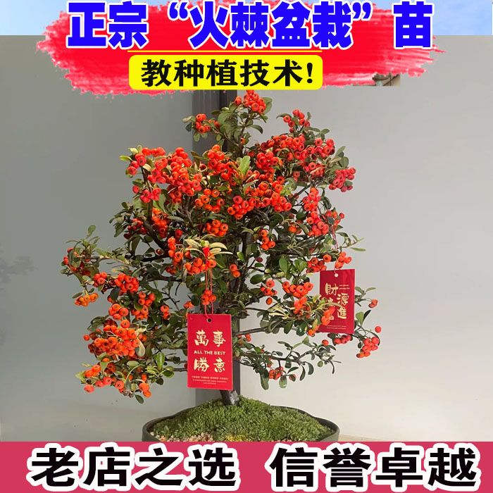 火棘盆栽带红果沙棘树苗室内外阳台庭院老桩树桩盆景四季耐寒绿植