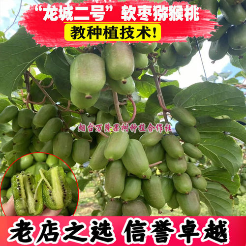 龙城二号软枣猕猴桃2号果树果苗