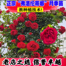 开花月季 蔷薇花苗爬藤多季 大苗大花浓香花卉攀援植物藤本欧月耐寒