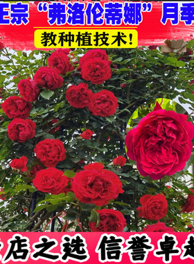 蔷薇花苗爬藤多季开花月季大苗大花浓香花卉攀援植物藤本欧月耐寒