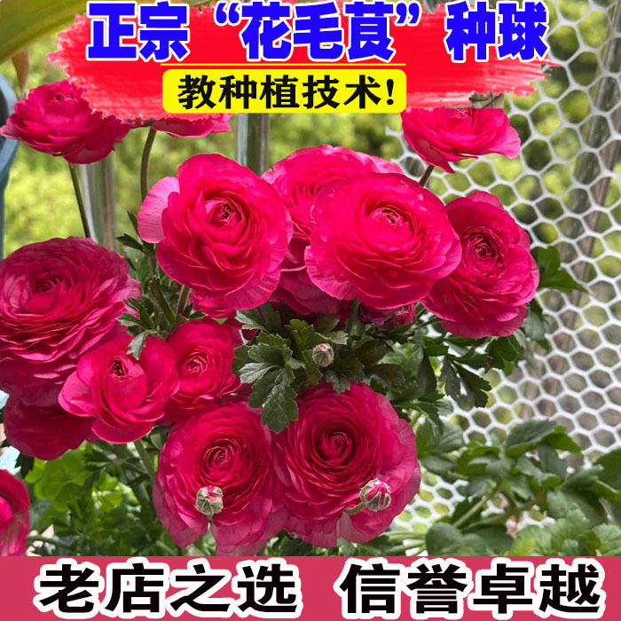 花毛茛种球已催芽洋牡丹球根芹叶带芽耐寒多年生室内外花卉花种子