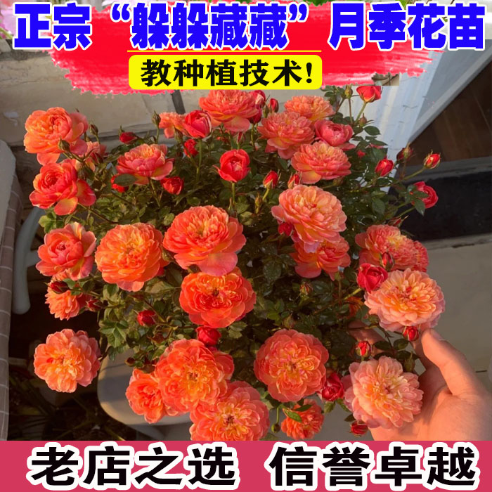 （壮苗）山东基地躲躲藏藏多头