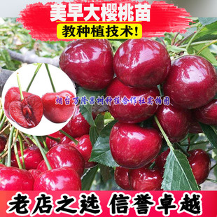 烟台大樱桃树苗美早 车厘子苗果树 果苗南方北方种植盆栽地栽水果