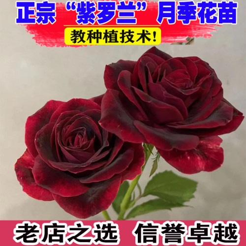 （壮苗）山东基地紫罗兰玫瑰花苗