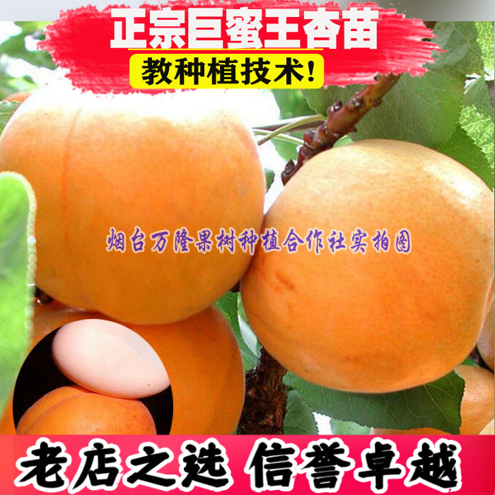 （壮苗）山东基地正宗巨蜜王杏树