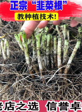 山东基地四季韭菜根阳台庭院种植