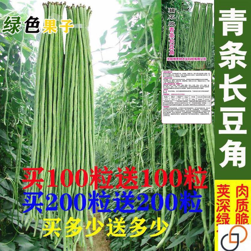 长豆角种子四季豆种子蔬菜种子轻豆角种子长达1-1.2米瓜果种子