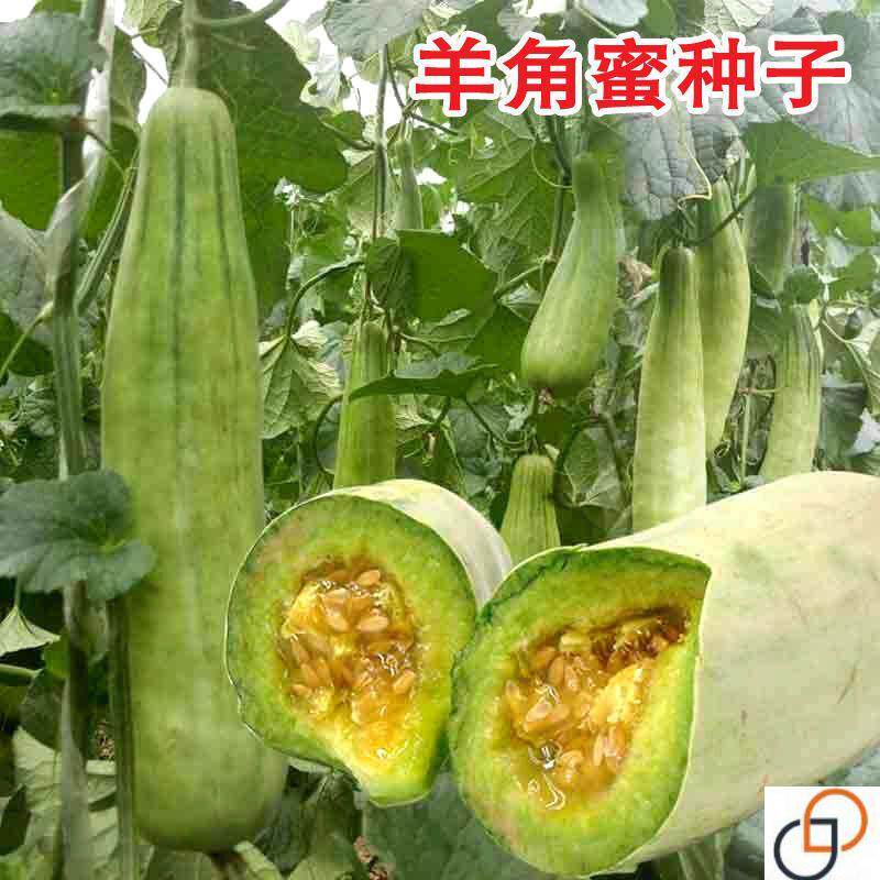 羊角蜜种子甜瓜种籽羊角酥香瓜正家庭园艺种子