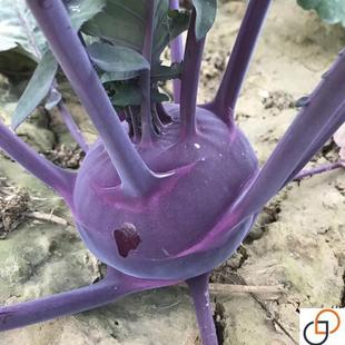 紫苤蓝种子青苤兰种子菜种籽芥兰头芥蓝球茎甘蓝种籽蔬菜种孑春季