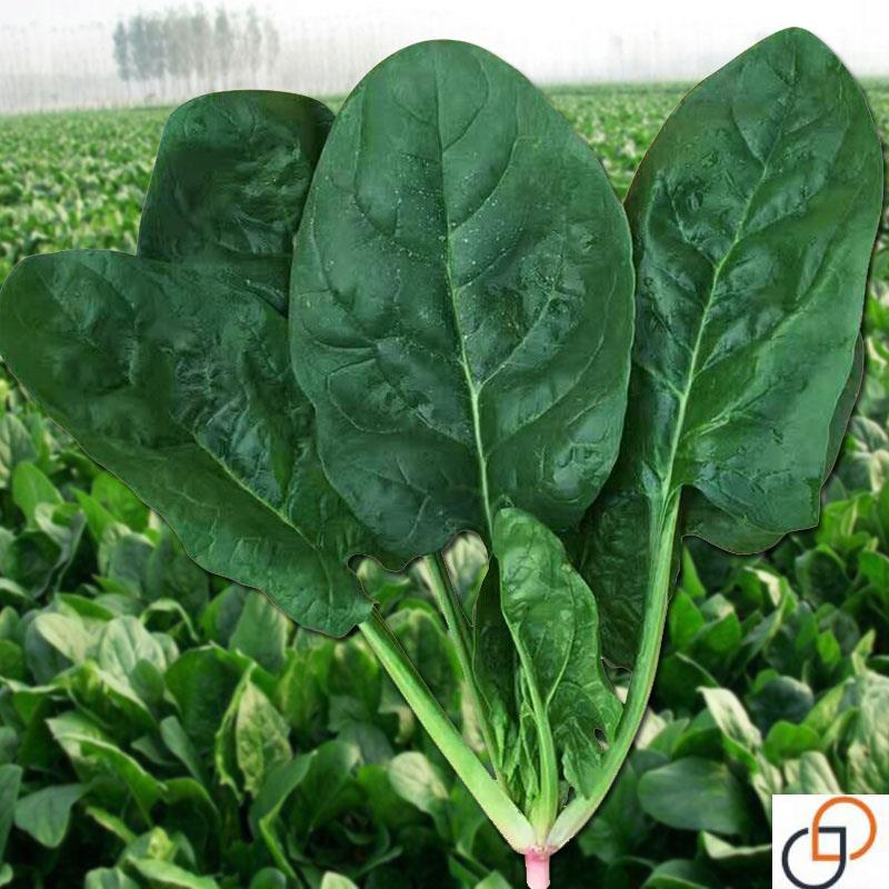 高产大叶菠菜种子冬季耐寒红根圆叶叶肉厚菠菜籽抗寒抗病菠菜籽