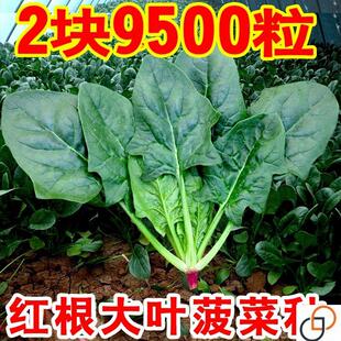 象耳朵红根大叶菠菜种子四季蔬菜春季籽种阳台种籽耐寒越冬菜种盆