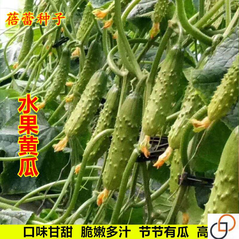 水果黄瓜种子青瓜吊瓜旱黄瓜种籽家庭园艺种子