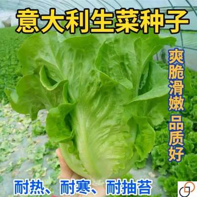 意大利生菜种子大全水培四季生菜种籽孑农家春夏秋冬季菜籽种南方