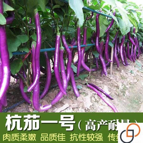 杭茄一号长茄种子茄子苗秧种孑线茄蔬菜种籽春季秋冬茄子种籽茄苗