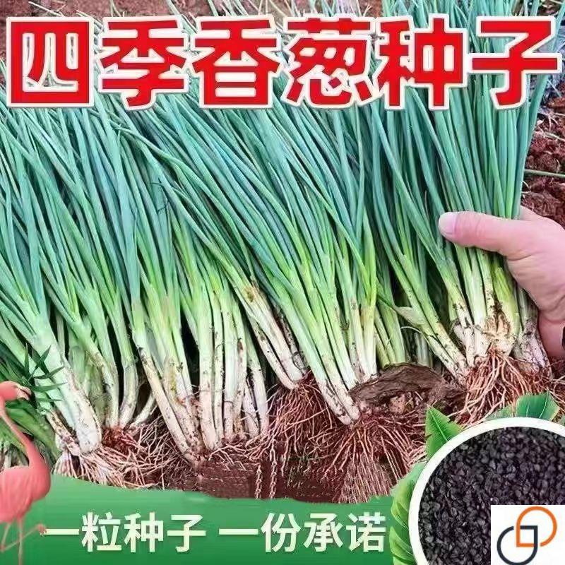 四季小香葱种子籽火葱头庭院盆栽新手易种植小葱秋冬蔬菜种子大全