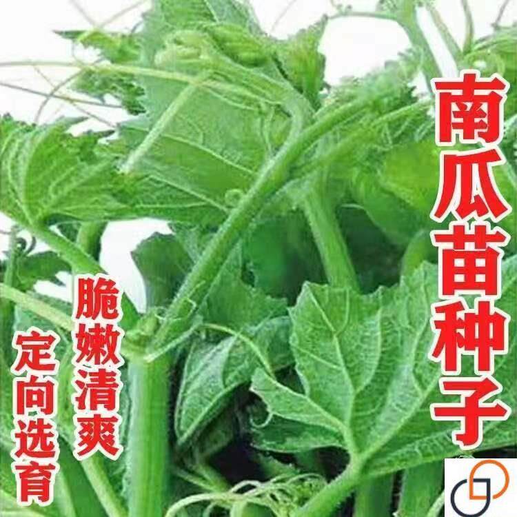 南瓜藤种子南瓜尖蔬菜种子秋冬四季瓜苗南瓜藤茎嫩叶瓜果蔬菜种籽