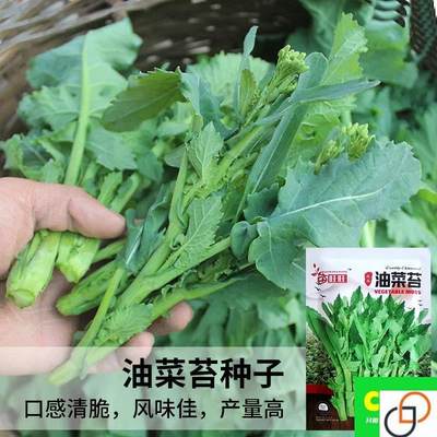 早熟油菜苔种籽种子籽秋冬季油菜薹种籽菜苔青菜籽种蔬菜孑菜台