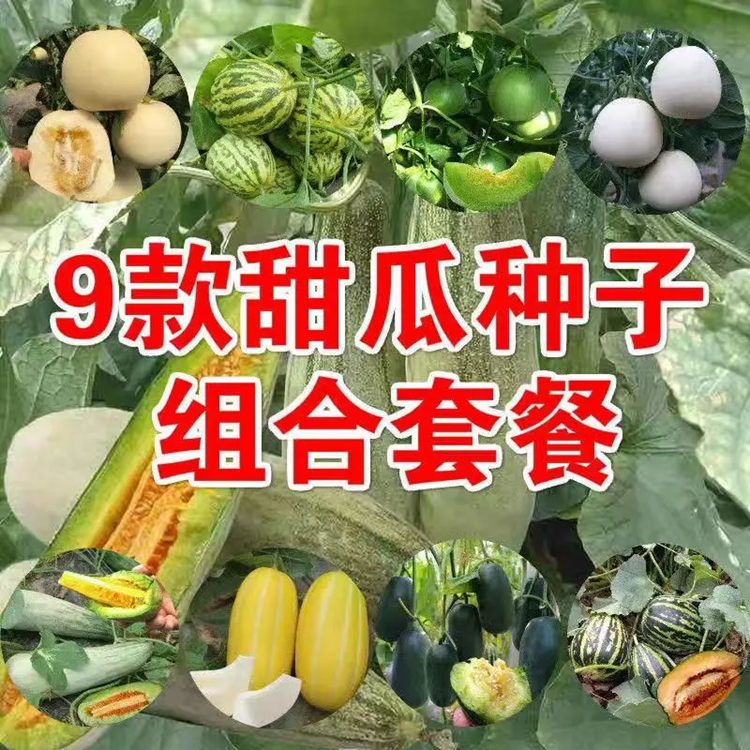 索美绿宝石甜瓜种子早熟高产