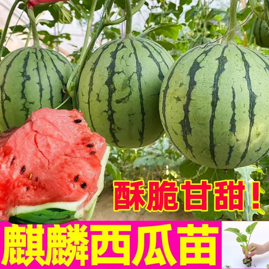 冰糖麒麟西瓜苗带土球四季盆栽