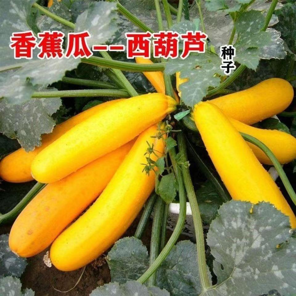 缘百年香蕉西葫芦种子高产生吃